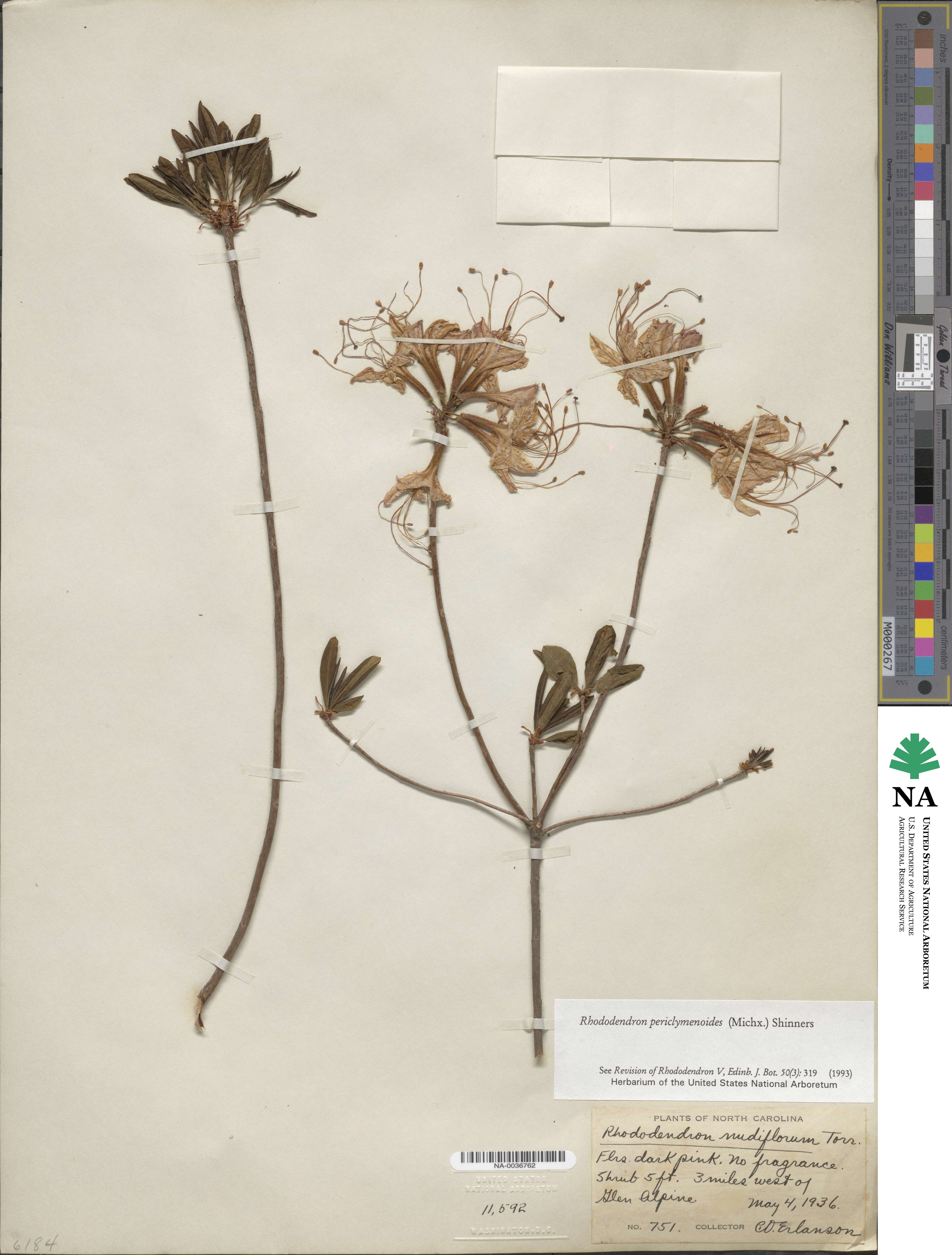 Rhododendron periclymenoides image