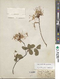 Rhododendron periclymenoides image