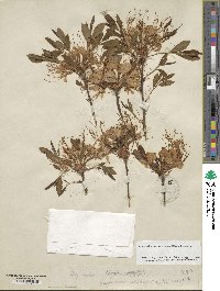 Rhododendron periclymenoides image