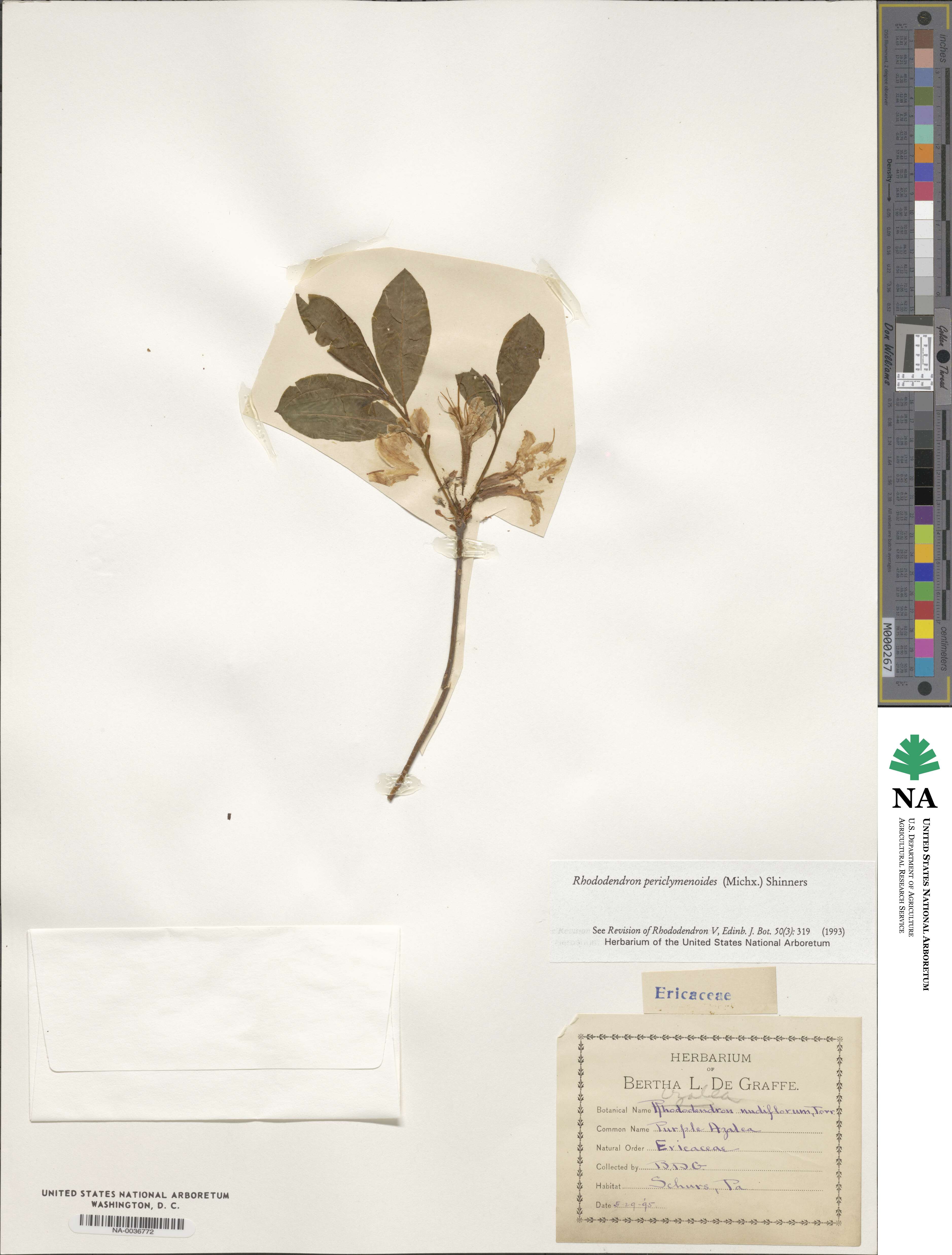 Rhododendron periclymenoides image