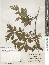 Rhododendron periclymenoides image