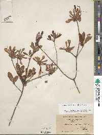 Rhododendron periclymenoides image