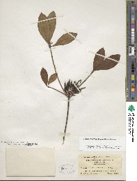 Rhododendron periclymenoides image