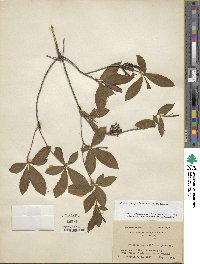 Rhododendron periclymenoides image