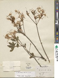 Rhododendron periclymenoides image