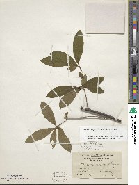 Rhododendron periclymenoides image