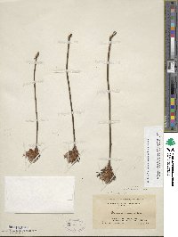 Rhododendron periclymenoides image