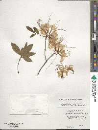 Rhododendron periclymenoides image