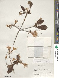 Rhododendron periclymenoides image