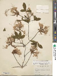 Rhododendron periclymenoides image