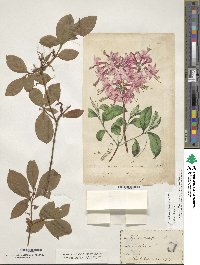 Rhododendron periclymenoides image