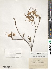 Rhododendron periclymenoides image