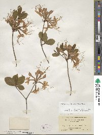 Rhododendron periclymenoides image