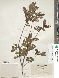 Rhododendron periclymenoides image