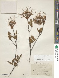 Rhododendron periclymenoides image