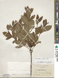 Rhododendron periclymenoides image