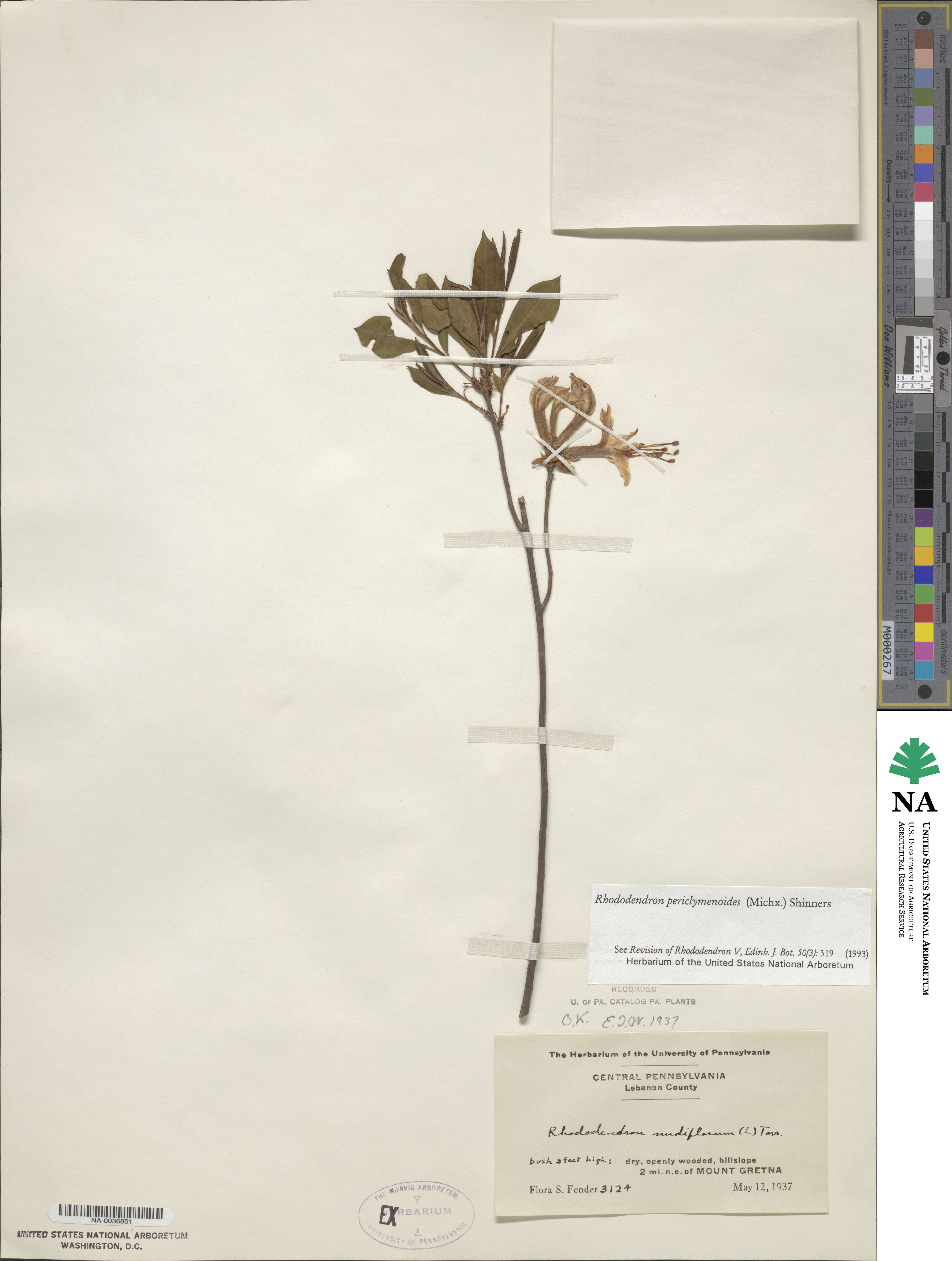 Rhododendron periclymenoides image