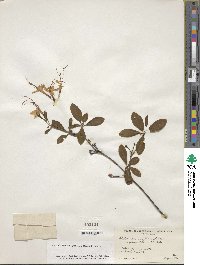 Rhododendron periclymenoides image