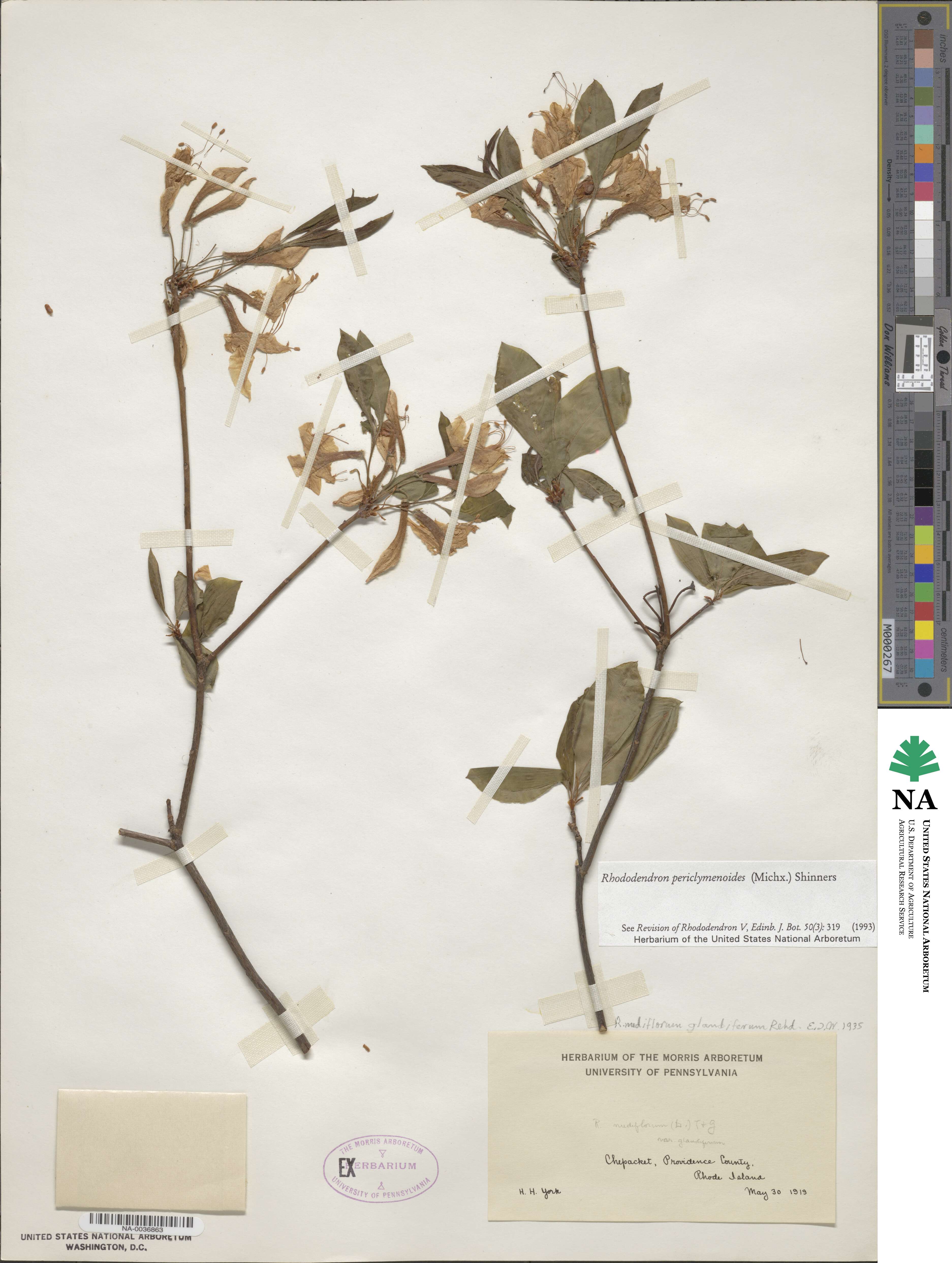 Rhododendron periclymenoides image