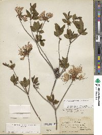 Rhododendron periclymenoides image