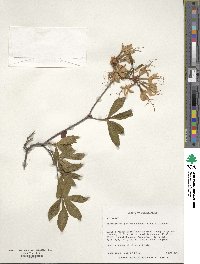 Rhododendron periclymenoides image