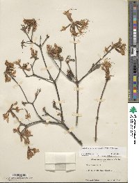 Rhododendron periclymenoides image