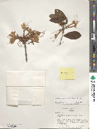 Rhododendron periclymenoides image