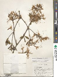 Rhododendron periclymenoides image