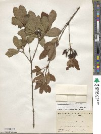 Rhododendron periclymenoides image