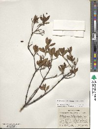 Rhododendron periclymenoides image