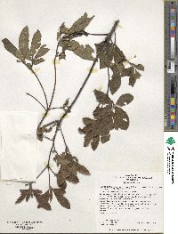 Rhododendron prinophyllum image