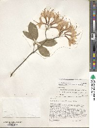 Rhododendron prinophyllum image