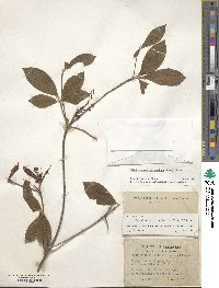 Rhododendron prinophyllum image