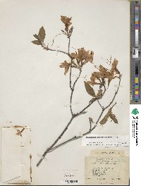 Rhododendron prinophyllum image