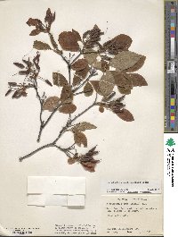 Rhododendron prinophyllum image