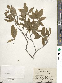 Rhododendron prinophyllum image