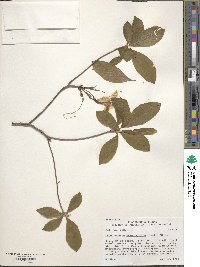 Rhododendron prinophyllum image