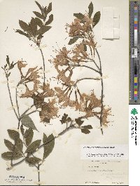 Rhododendron prinophyllum image