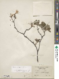 Rhododendron prinophyllum image