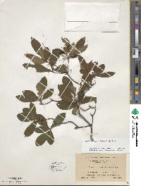 Rhododendron prinophyllum image