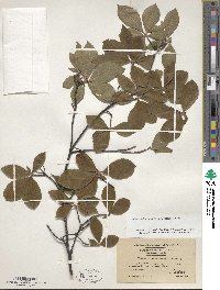 Rhododendron prinophyllum image