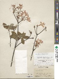 Rhododendron prinophyllum image