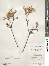 Rhododendron prinophyllum image