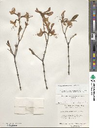 Rhododendron prinophyllum image