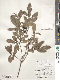 Rhododendron prinophyllum image