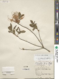 Rhododendron prinophyllum image