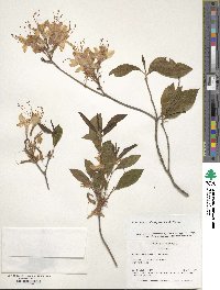 Rhododendron prinophyllum image