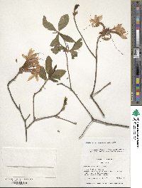 Rhododendron prinophyllum image