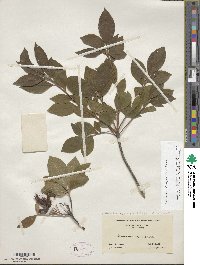 Rhododendron prinophyllum image