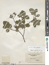 Rhododendron prinophyllum image